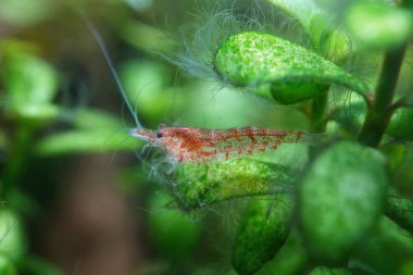 Akvaryumdaki yeşil su bitkilerinin üzerinde küçük kırmızı bir karidesin yakın çekimi..