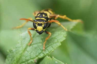 Avrupa 'da bir kağıda yakın plan, Polistes Dominula yeşil bir yaprak üzerinde, ayrıntılı özelliklerini sergiliyor..