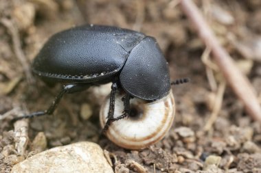 Bulgaristan 'da salyangoz yiyen yırtıcı böcek Ablattaria laevigata' ya doğal olarak yakın çekim