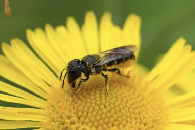 Büyük başlı bir reçine arısı olan Heriades 'in sarı bir pire çiçeğinin üzerindeki doğal yakın plan fotoğrafı.