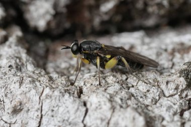 Drab Wood-Solerfly 'a doğal yakın çekim, ağaç gövdesinde solva marginata.