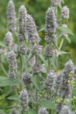 Bulgaristan 'daki mor çiçekli Downy Woundwort kır çiçeği Stachys Germanica' nın doğal yakın çekimi