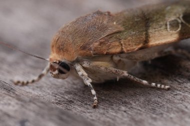 Avrupa Geniş Hudutlu Sarı Kanatlı Baykuş Güvesi Noctua Fimbriata 'nın doğal yüz görüntüsü.