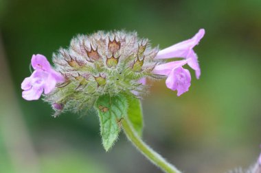 Yumuşak pembe çiçekli bir fesleğenin doğal yakın çekimi, Clinopodium vulgare