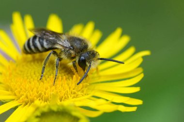 Alçı bir arıya doğal olarak yakın plan, Colletes Davesanus grubu yaygın ya da çayır sahte pire çiçeği üzerinde
