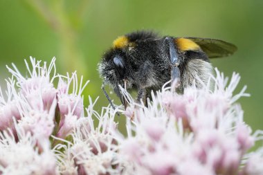 Büyük toprak yaban arısı kraliçesine doğal yakın çekim, pembe kenevir tarımsal çiçek üzerindeki Bombus arazisi.