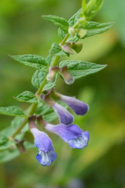 Açık mavi çiçekli Avrupa 'da yaygın, başlıklı ya da bataklık başlıklı Scutellaria galericulata