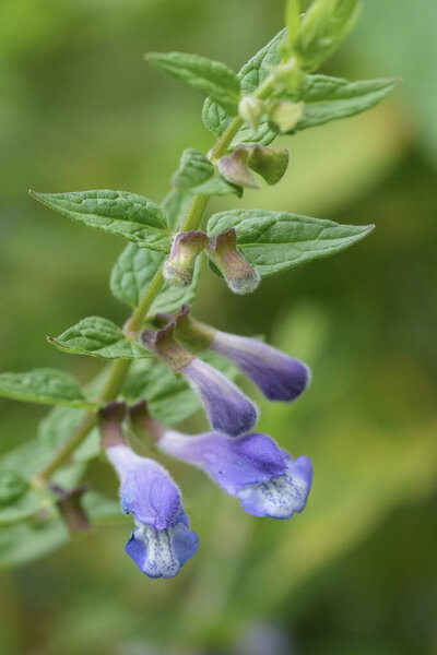 Colorful closeup on the lightblue flowering European common, hooded or marsh skullcap Scutellaria galericulata