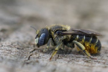 Küçük bir Akdeniz mavi gözlü omurgalı Mason Arısı, Osmia spinulosa