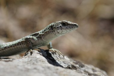 Fransa, Gard, Allegre Kalesi 'nde Podarcis liolepis adlı Katalonya duvar kertenkelesinin doğal yakın çekimi.