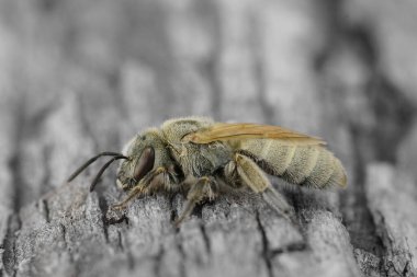 Dişi bir Akdeniz yemek metalik çizgili arı, Vestitohalictus pollinosus 'a yakın plan.