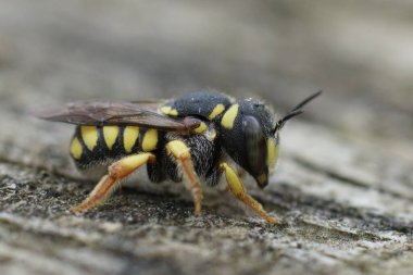 Küçük renkli yün kartlı arı Pseudoanthidium skapulare 'nin doğal yakın çekimi.