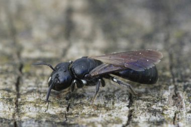 Koyu siyah renkli küçük bir salatalık marangoz arı, Ceratina salatalık