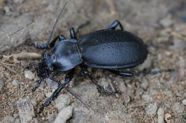 Yerdeki koyu siyah deri deri böcek Carabus Coriaceus 'un doğal yakın çekimi.