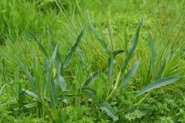 Oregon, ABD 'de Beyaz Söğüt İskelesi, Rumex nirengi noktası.