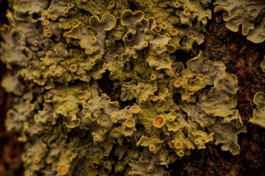 Sıradan bir turuncu liken olan Xanthoria Parietina 'nın doğal yakın çekimi.