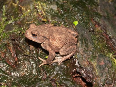 Erkek Avrupa kurbağası Bufo Bufo 'nun doğal yakın çekimi.