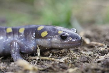 Kuzey Amerika benekli semenderi Ambystoma maculatum 'un doğal yakın çekimi.