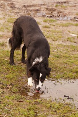 Siyah beyaz bir sınır köpeği çimenli bir tarladaki su birikintisinden su içiyor. Zemin ıslak, yeni yağdığını gösteriyor. Köpek içmek için eğiliyor..