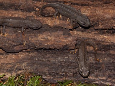 Nadir bulunan Vietnamlı timsah semenderi Tylototriton vietnamensis 'in doğal yakın çekimi.
