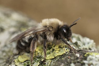 Tehlikedeki dişi maden arısı Andrena nycthemera 'nın yakını.