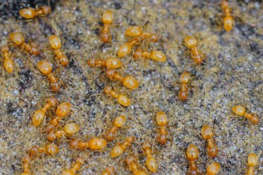 Yakın plan çekimde küçük, sarı çayır karıncaları dokulu bir yüzey üzerinde bir araya toplanırlar. Karıncalar, doğadaki sömürgeci davranışlarını ve küçük yapılarını vurguluyorlar..