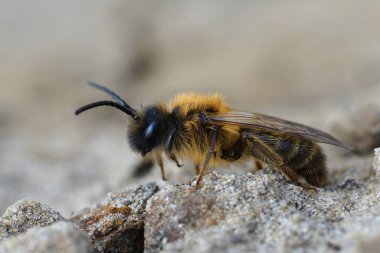 Kıllı, gri gagalı bir maden arısı olan Andrena Tibialis 'in doğal detaylı görüntüsü.