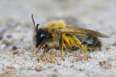 Küçük Sallow maden arısı Andrena Trimmerana 'nın doğal yakın çekimi.