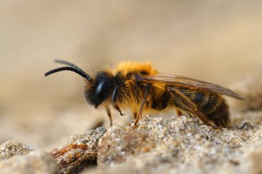 Kıllı, gri gagalı bir maden arısı olan Andrena Tibialis 'in doğal detaylı görüntüsü.