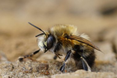 Kıllı ayaklı dişi bir çiçek arısının doğal yakın çekimi, yerde oturan Anthophora tüyleri.