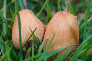 Yeşil çimenlikteki iki kahverengi mantara yakın çekim, desen, renk ve doğal ayarı detaylıca vurgulamak. Mantar büyümesine odaklan.