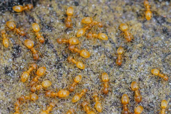 Yakın plan çekimde küçük, sarı çayır karıncaları dokulu bir yüzey üzerinde bir araya toplanırlar. Karıncalar, doğadaki sömürgeci davranışlarını ve küçük yapılarını vurguluyorlar..