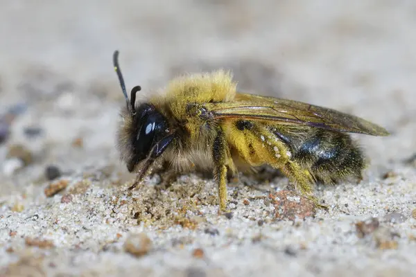 Küçük Sallow maden arısı Andrena Trimmerana 'nın doğal yakın çekimi.