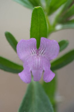 Kırılgan açık renkteki pembe gelinciğin kır çiçeğinin burnundaki doğal yakın plan, Oronsiyum eksikliği