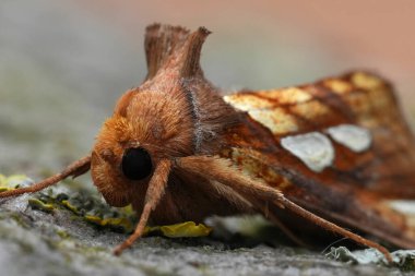 Renkli bir Altın Leke, baykuş güvesi, Plusia festucae 'nin doğal detaylı görüntüsü.