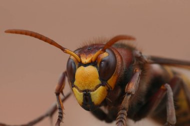 Renkli kırmızı bir Avrupa eşekarısı üzerinde doğal yakın çekim, bir tahta parçası üzerinde Vespa crabro