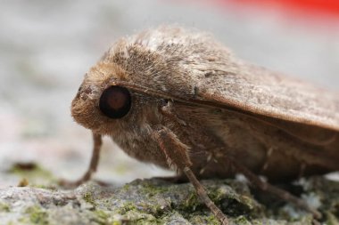 Kare benekli Rus baykuş güvesi Xestia Xanthographa 'nın doğal detaylı görüntüsü.