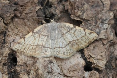 Küçük Avrupa Dorset Krem Dalga geometre güvesi Stegania trimaculata 'nın doğal yakın çekimi