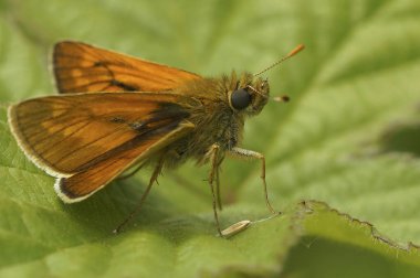 Avrupa 'nın büyük kelebeği Ochlodes Sylvanus' un doğal yakın çekimi.