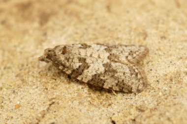 Küçük bir Tortricid güve, çayır gölge ya da Cnephasia pasiuana doğal yakın çekim