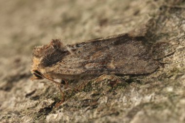 Seçkin bir baykuş güvesinin doğal yakın çekimi, ahşap bir akçaağaç.