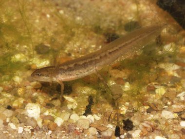 Bir larvanın doğal yakın çekimi Yaygın ve pürüzsüz semender Lissotriton vulgaris metamorfoza yakın