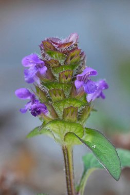 Mor çiçekli bir çiçeğe dikey yakın çekim. Kır çiçeği, Prunella vulgaris.