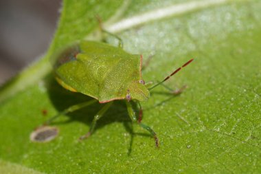 Kolombiya nehir geçidinde yeşil bir Thyanta türünün kalkan böceğine doğal olarak yakın çekim.
