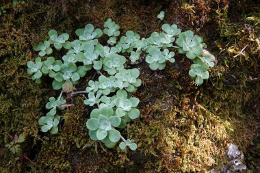 Oregon 'daki Columbia River Gorge' da geniş yapraklı, sarı ya da kaşık yapraklı Sedum spathulifolium.