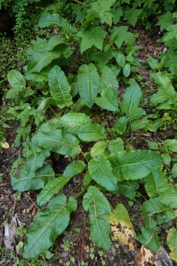 Kolombiya Nehri Boğazı 'ndaki geniş yapraklı Rumex obtusifolius rıhtımına doğal olarak yakın plan.