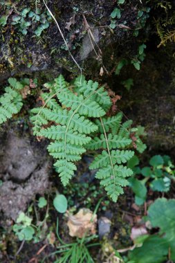 Doğal olarak, Oregon, Columbia River Gorge 'da ortaya çıkan küçük bir Woodsia scopulina.