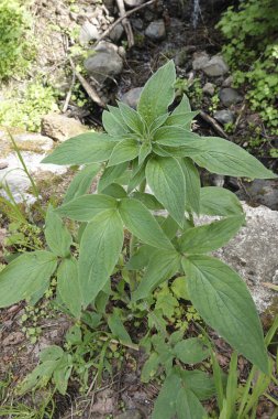 Kolombiya nehir geçidinde gelişmekte olan bir Mor çan, tansi ya da Akrep Yosunu Phacelia Nemoralis 'e doğal olarak yakın plan.