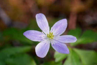 Natural closeup on a fragile white flowering Oregana Anemone, Anemonoides oregana in North California