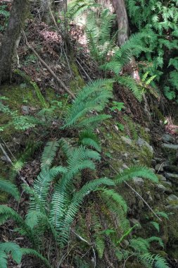 An eye-level shot captures lush ferns cascading down a moss-covered embankment in North California. The scene evokes a natural, serene environment within a quiet forest.